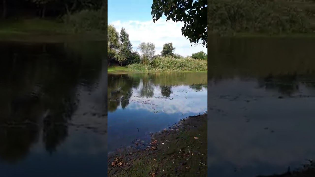 Приехали в лес, а тут тишь да гладь, да Божья благодать ☘️ 23 сентября ☘️ смотреть онлайн