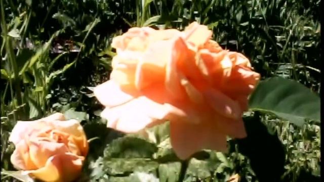 Я РИСУЮ НА ОКНЕ МИР ПОЧТИ ТАКОЙ, КАК НАШ.. смотреть онлайн