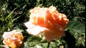 Я РИСУЮ НА ОКНЕ МИР ПОЧТИ ТАКОЙ, КАК НАШ..