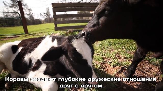 Почему одних животных мы любим, а других нет? [русские субтитры] смотреть онлайн
