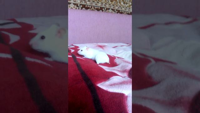 Д/Ж Новая Рубрика ДОМАШНИЕ ЖИВОТНЫЕ 🐕 смотреть онлайн