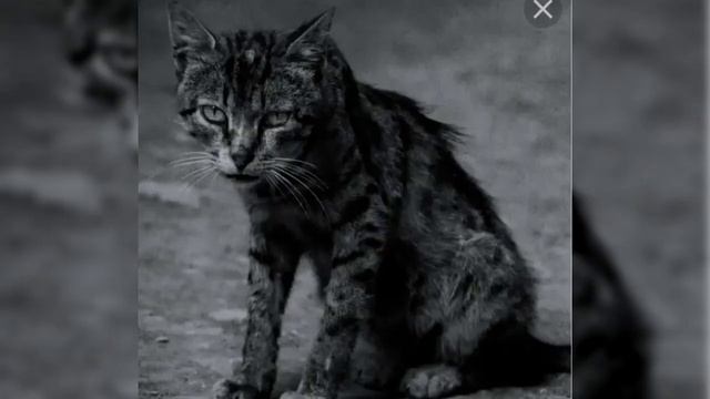 Грустная песня. Я плакала 😭 смотреть онлайн