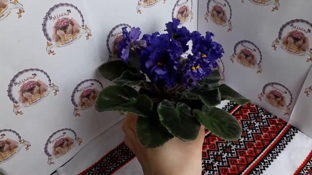 Фіалка ЕК-Сенсация, огляд сорту смотреть онлайн