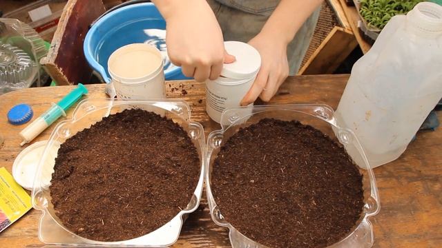 Сальвия-посев в Марте. Обзор теплицы и подготовка к отоплению. смотреть онлайн