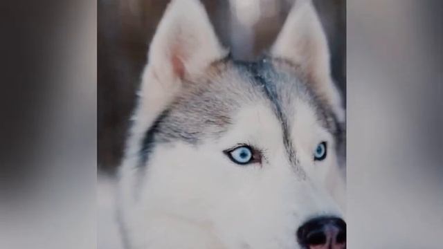 Хаски// Самые Красивые Глаза смотреть онлайн