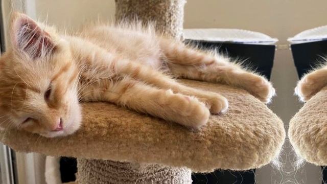 Blind Kitten's Journey: Finding Love and Companionship смотреть онлайн