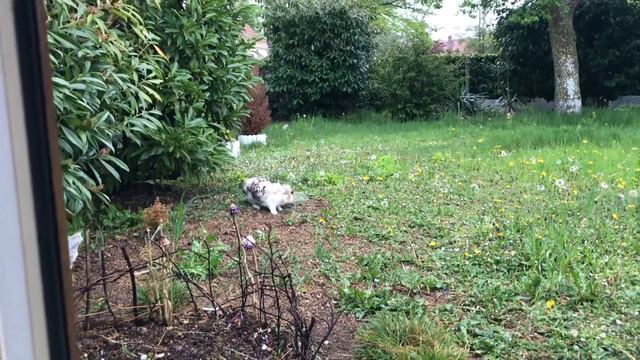 Почему кролики любят гулять под дождем? смотреть онлайн