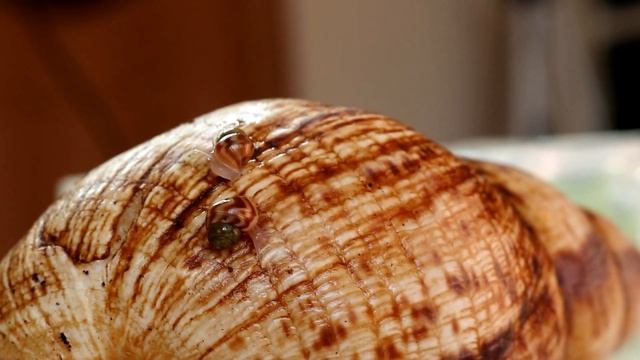 Улитки Ахатины - Необычный Домашний Питомец | Детки