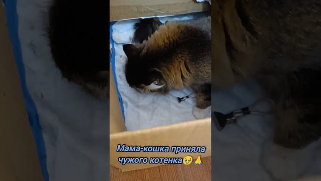 Кошечка приняла чужого котенка?Малыш не кушал 4дня?А у животных #чужихдетейнебывает @vezet_kotanam смотреть онлайн