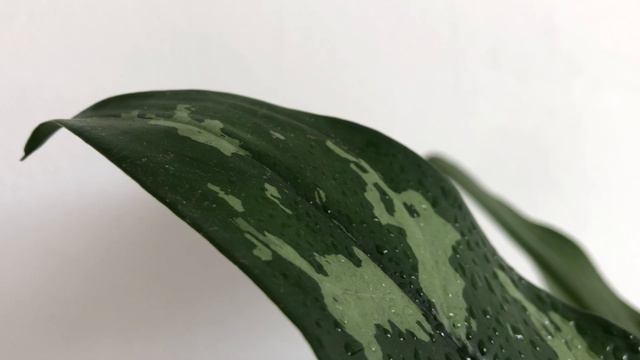 Plants in Perspective | Aglaonema Maria | Chinese Evergreen смотреть онлайн