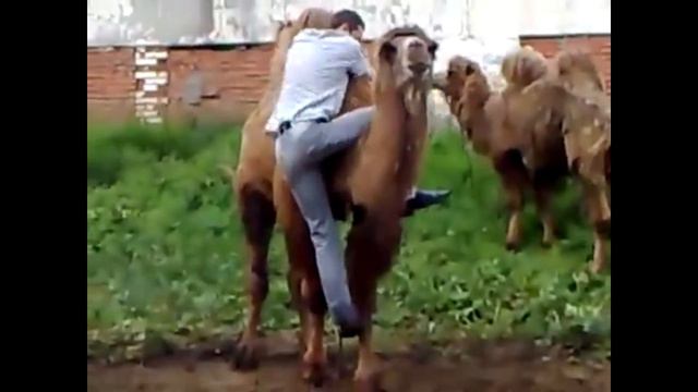 Оседлал верблюда смотреть онлайн