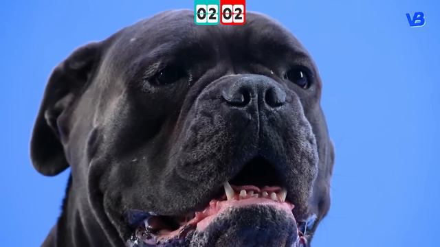 Cane Corso VS Malinois