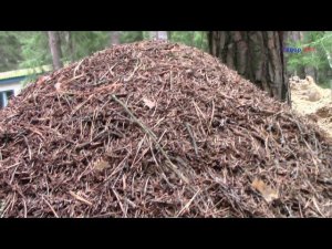 Жизнь муравейника в лесу