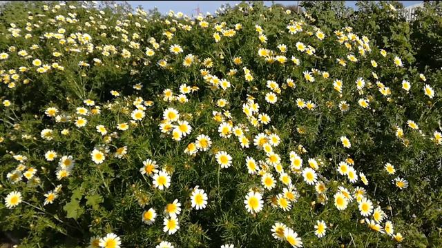 Футаж. Ромашки. смотреть онлайн