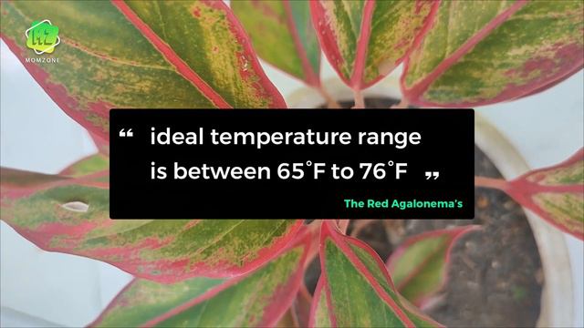 Red Aglaonema Care | Aglaonema Siam Aurora Plant Guide