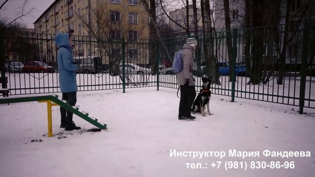 Собака бросается на людей. Работа с состоянием собаки смотреть онлайн