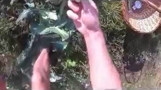 Цветная капуста, сорт изумрудный кубок смотреть онлайн
