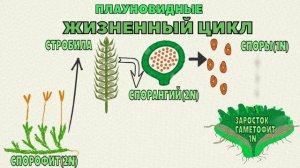 Ботаника.Плауновидные.Жизненный цикл плаунов.