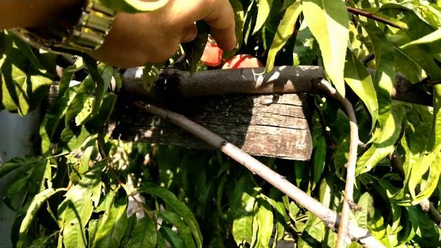 Персики Ставрополь 29.08.2020