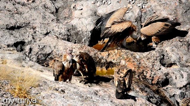 Дикая природа Крыма. Белоголовые Сипы на водопое. смотреть онлайн