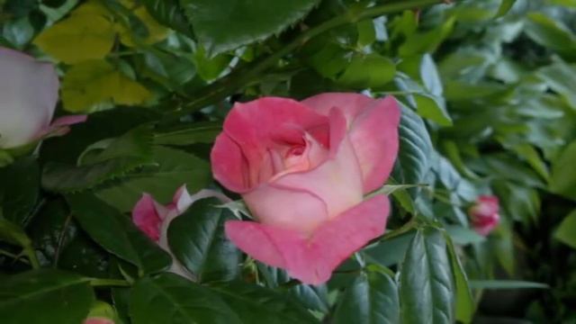 Мои цветы и музыка. Моим виртуальным друзьям смотреть онлайн