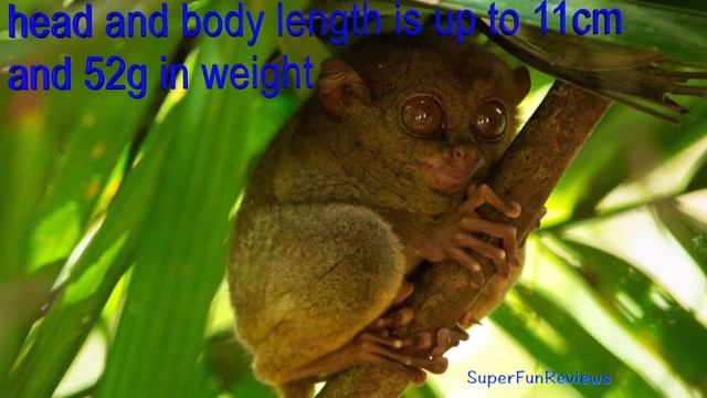Indonesian Animals -  NEW Komodo Dragons, Tiger, Elephant, Rhino, Orangutan, Proboscis 13+