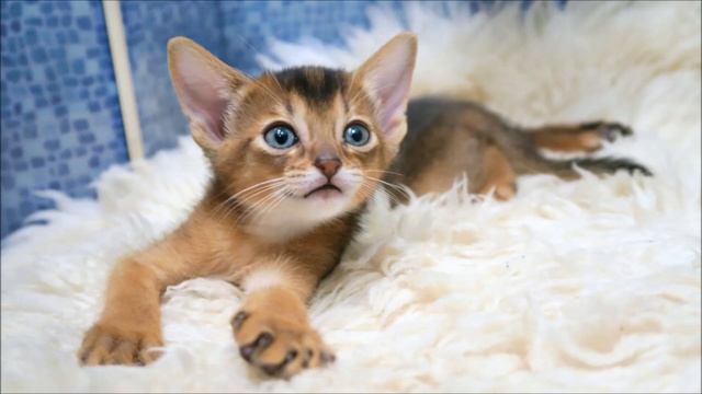 Абиссинская кошка смотреть онлайн