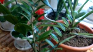 Тубероза(полиантес клубненосный)как комнатное растение