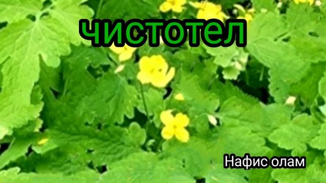 Сугал , папилломаларга ишлатиладиган Чистотел усимлиги тугрисида маълумот