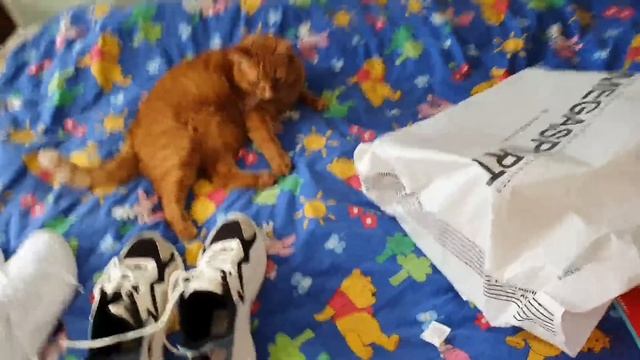 Не это должно быть стыдно /  полилось