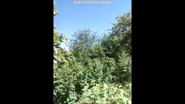 СОЛОВЕЙ ПОЕТ В САДУ. КЛЕМАТИС ЦВЕТЕТ. ПИОН. THE NIGHTINGALE SINGS IN THE GARDEN. CLEMATIS BLOOMS смотреть онлайн