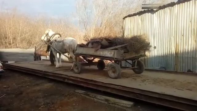 Прикольная Лошадь на весах смотреть онлайн
