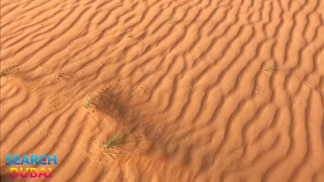 Дороги и пустыни в ОАЭ смотреть онлайн