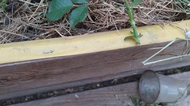 Як розмножити троянди сліпими пагонами навесні? смотреть онлайн