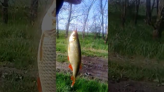 Самая крупная красноперка смотреть онлайн