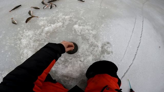 БЕШЕНЫЙ КЛЕВ ОКУНЯ с ОДНОЙ ЛУНКИ на МОРМЫШКУ! ПОПАЛ на РАЗДАЧУ ПОЛОСАТОГО! СУПЕР КЛЕВ! смотреть онлайн