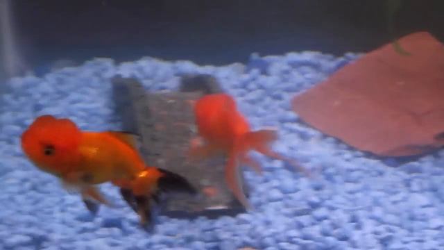 Fancy Goldfish (Carassius auratus) and Firemouth cichlid in 30 gallon tank смотреть онлайн