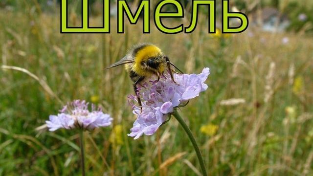 Шмель