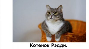 Котенок Рэдди. Глава 5. A FILM OR LUNCH