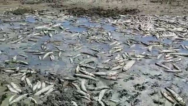 Рыбнадзоры налажили запрет на ловлю рыбы в таразе смотреть онлайн