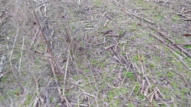 No-Till поля після обробки гліфосатом. смотреть онлайн