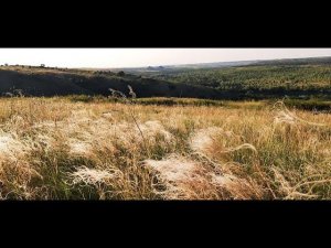 Казачья песня - Казачий Дон