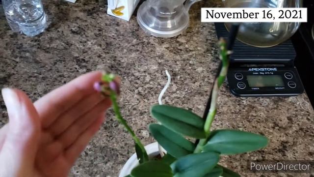 Epidendrum Miracle Valley ‘Nodeshika’ - compact orchid смотреть онлайн