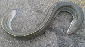 Угорь. Рыбалка. Громадная рыба на тонкую леску.#рыбалка #angel #fische #угорь