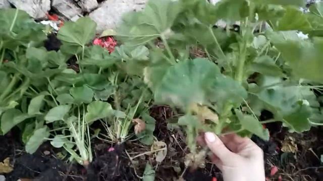 Пересадка герани с улицы домой в горшки. смотреть онлайн