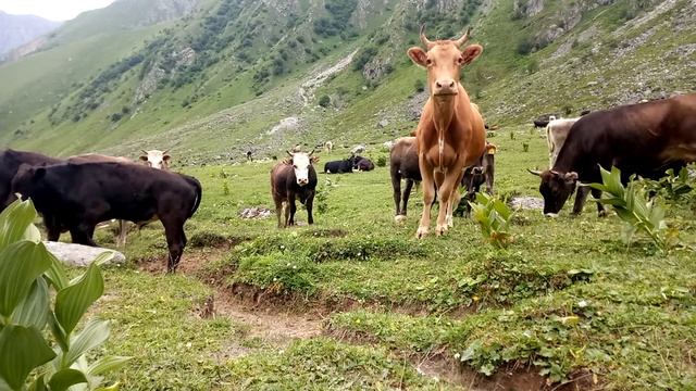 Коровы и быки в долине Рцывашки (Кабардино-Балкария). смотреть онлайн