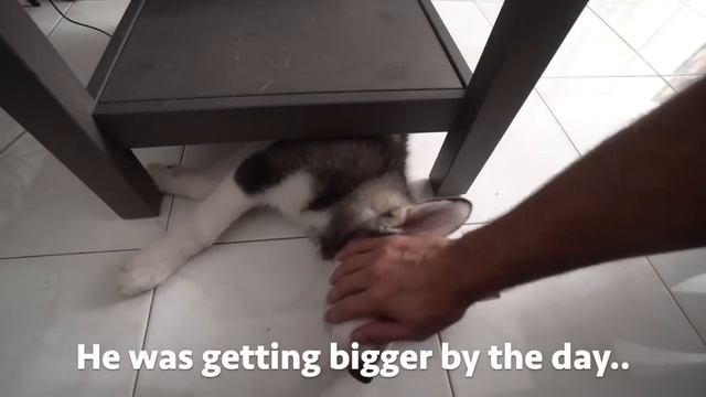 Dad and His Puppy's First 6 Months Together! смотреть онлайн