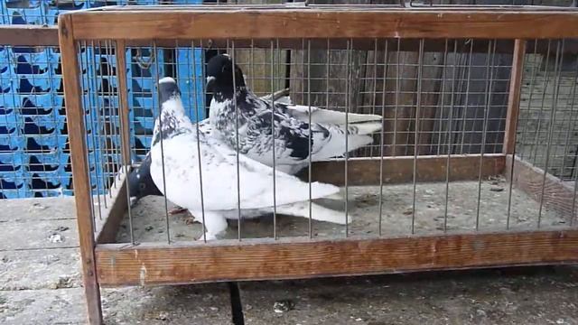 голуби головатые иранцы смотреть онлайн