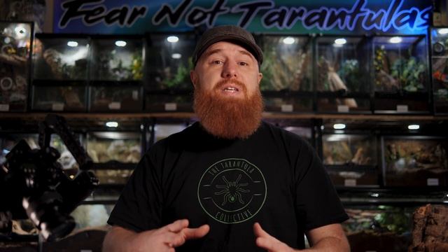 TARANTULA Paludarium Bioactive Enclosure BUILD смотреть онлайн