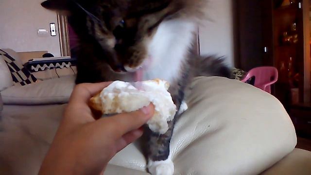 КОТ🐱 и МАЙОНЕЗ 🍞 смотреть онлайн